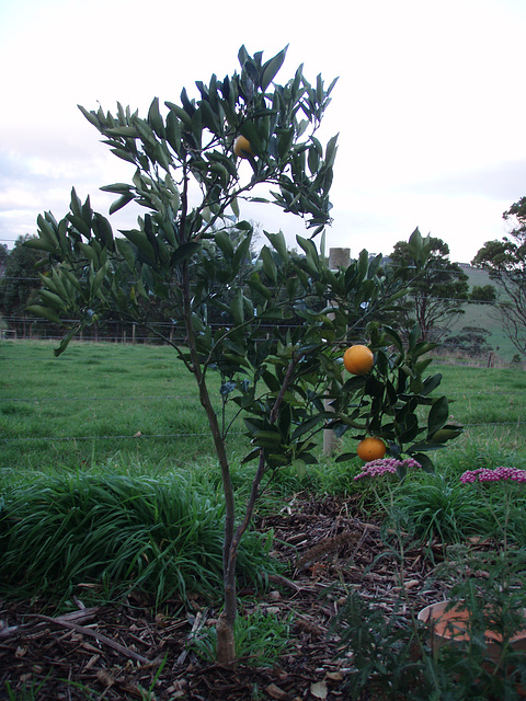 orange tree