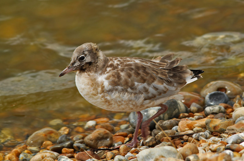 Young Black-headed Gull