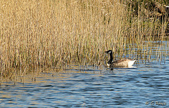 Canadian Goose