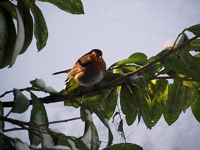 2010_1221robin