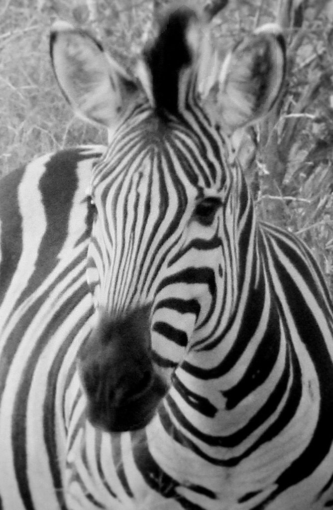 Burchell's Zebra