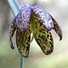 Checker Lily