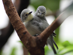 Senegalbrillenvogel (Wilhelma)