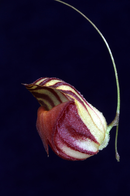 Lepanthes caprimulgus