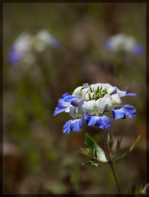 Giant Blue-Eyed Mary: The 71st Flower of Spring & Summer!