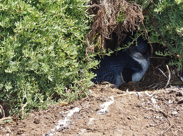 nesting Fairy Penguin