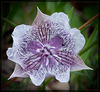 Tolmie's Mariposa Lily: The 70th Flower of Spring & Summer!