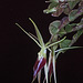 Epidendrum escobarianum