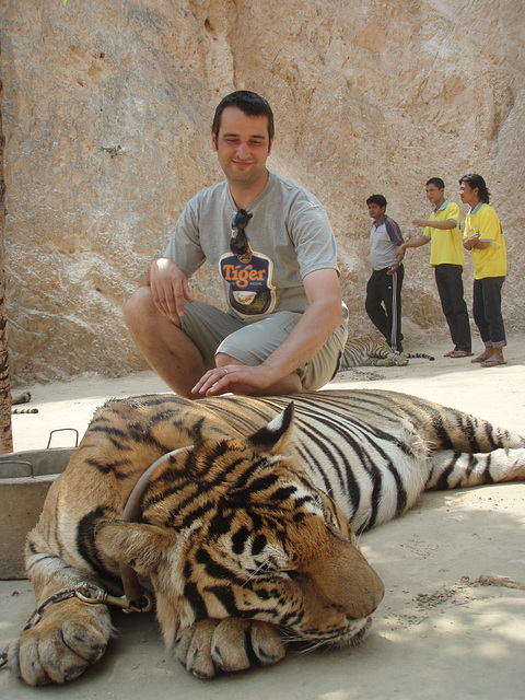 tiger patting