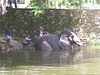 Kerala Washing Elephants