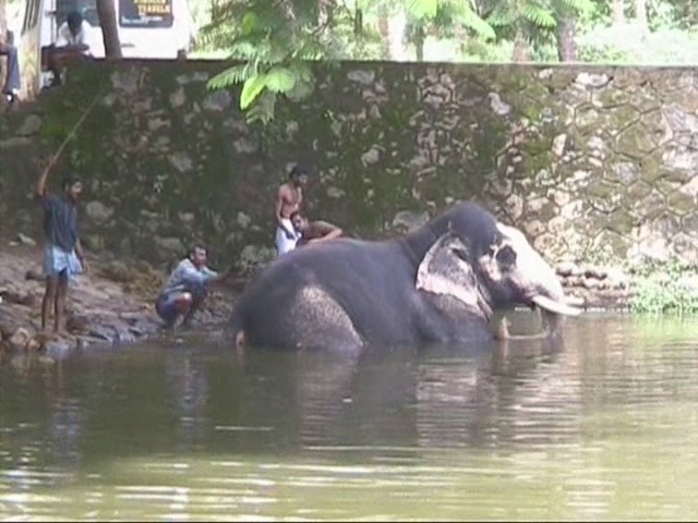 Kerala Washing Elephants