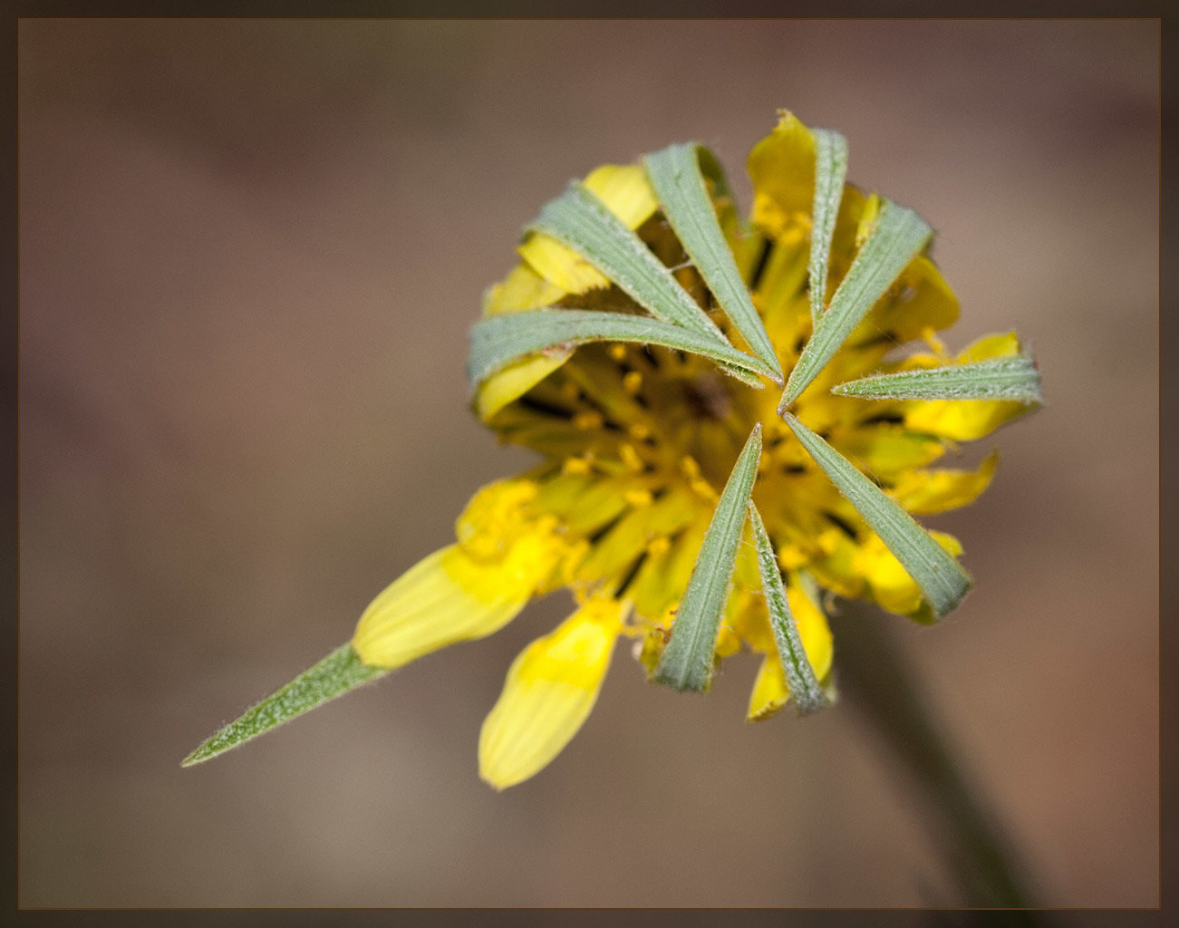 Goatsbeard Unfurling