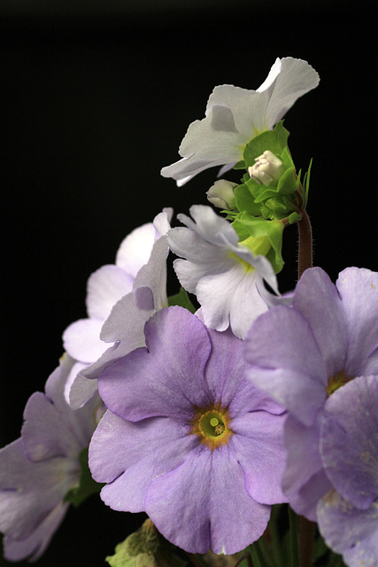 Primula obconica