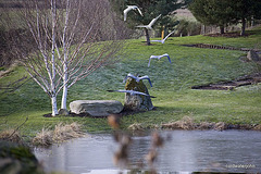 Grey Heron in flight