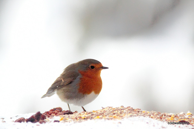 Cock Robin 5224418780 o