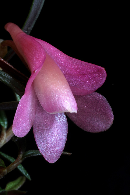 Dendrobium agathodaemonis