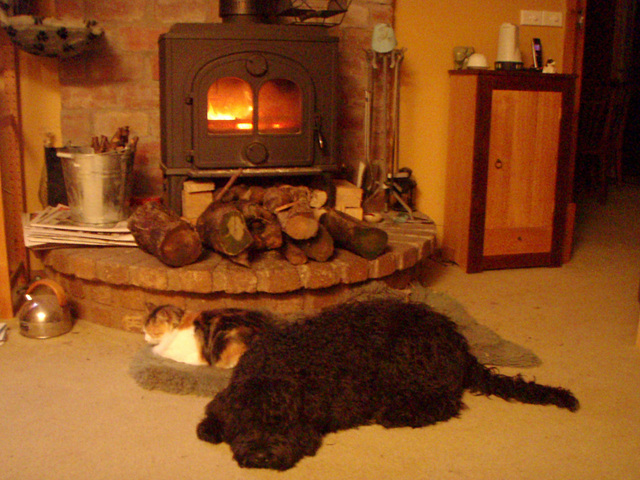 Fonz & Leeloo by the fire