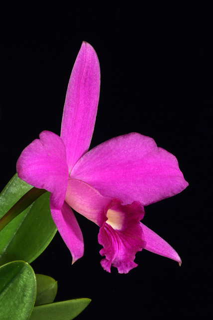 Laelia sincorana