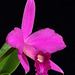 Laelia sincorana