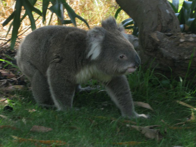 koala at Sandy Point