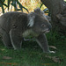 koala at Sandy Point