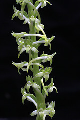 Piperia elongata