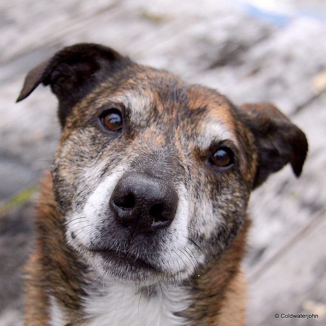 How about a biscuit from you, then?