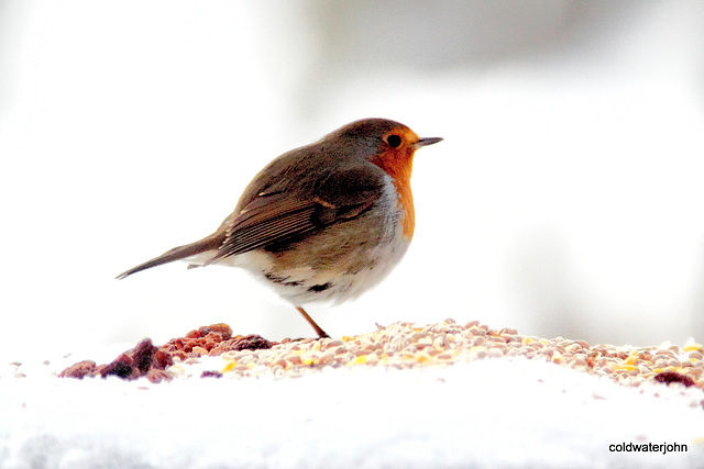 Cock Robin