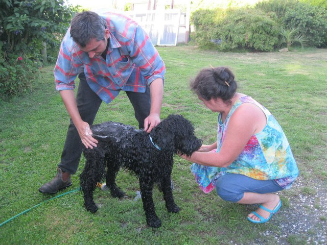 Fonzie being bathed - NO LIKE!