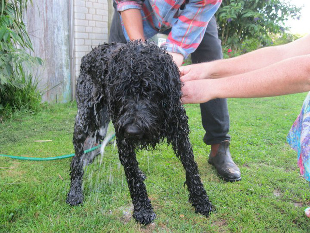 Fonzie being bathed - NO LIKE!