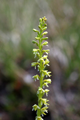 Piperia unalascensis fma. olympica