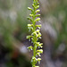 Piperia unalascensis fma. olympica