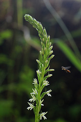 Piperia elegans