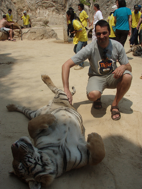 tiger belly rub!