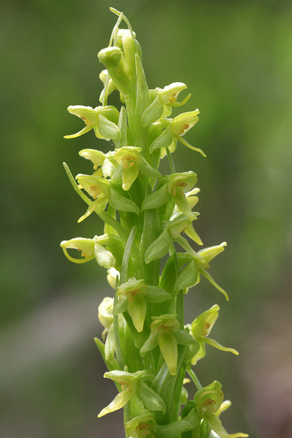 Platanthera aquilonis