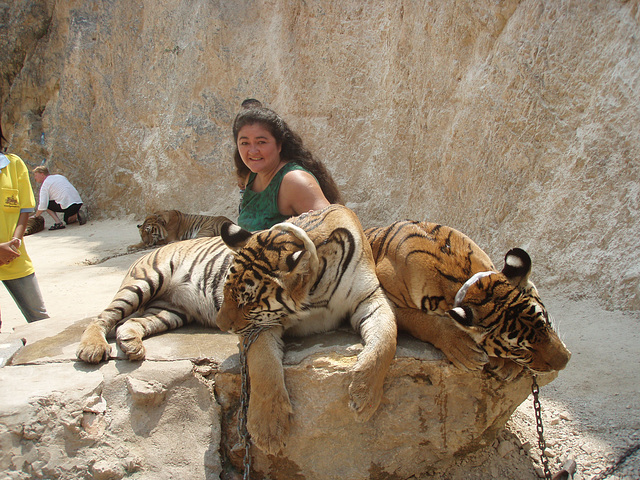 tiger patting