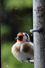 One Fat Chick!