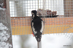 Woodpecker, figuring out it can stick its head through the 5223823251 o