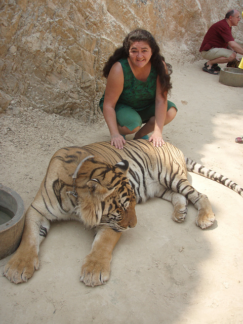 tiger patting