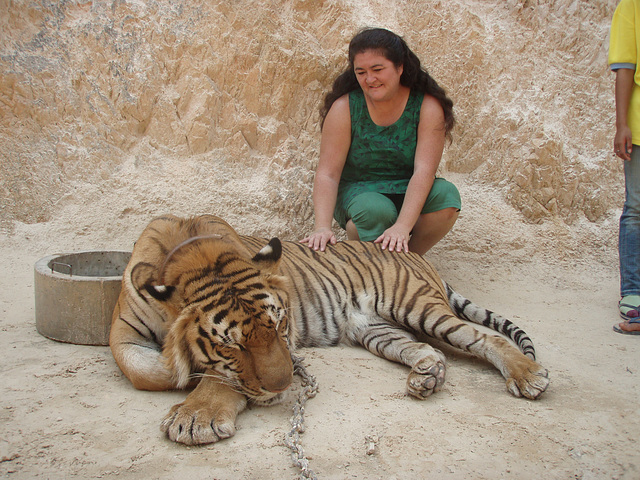 tiger patting