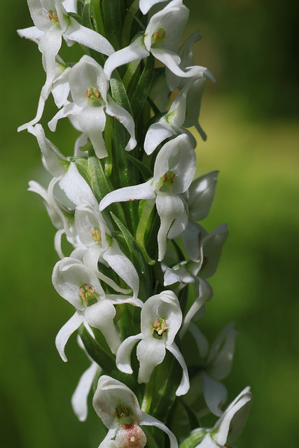 Platanthera dilatata var. dilatata