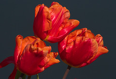 Tulpen in de Zon