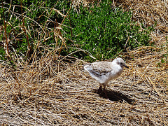 Silver Gull chick