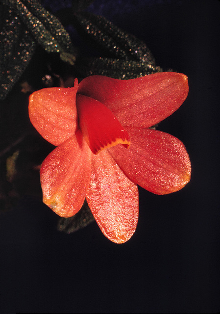 Dendrobium cuthbertsonii Dendrobium cuthbertsonii