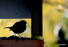 Robin