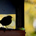 Robin