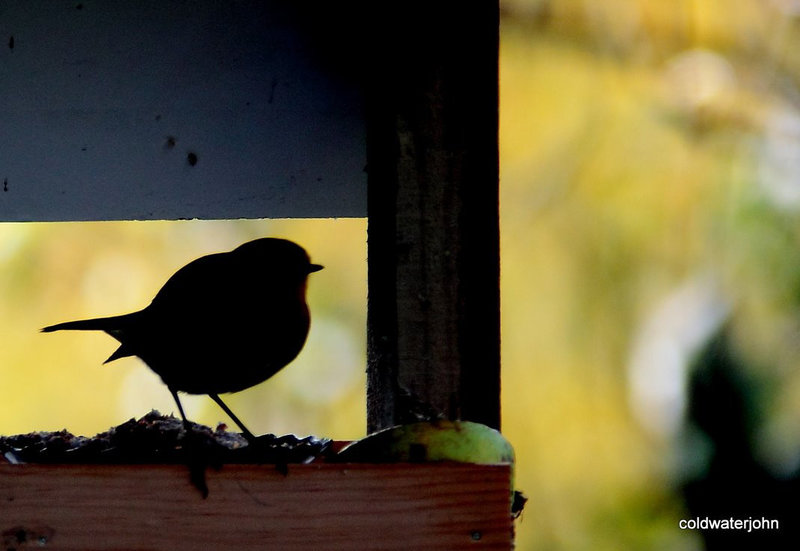 Robin