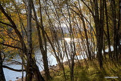 Autumn in Glen Affric - HDR