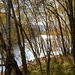 Autumn in Glen Affric - HDR