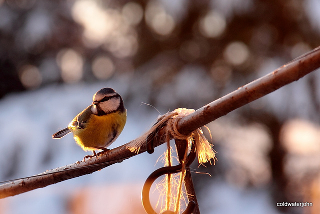 Bluetit warming itself in the late afternoon sunshine 5223824573 o